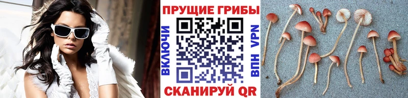 Галлюциногенные грибы GOLDEN TEACHER  Яблоновский 